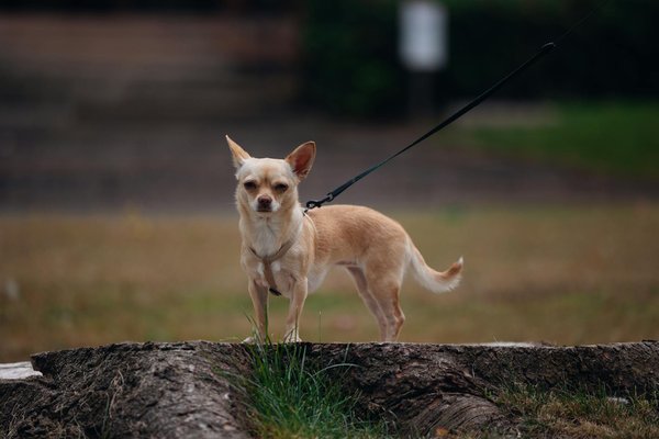 Masques maison anti-âge : idées et recettes